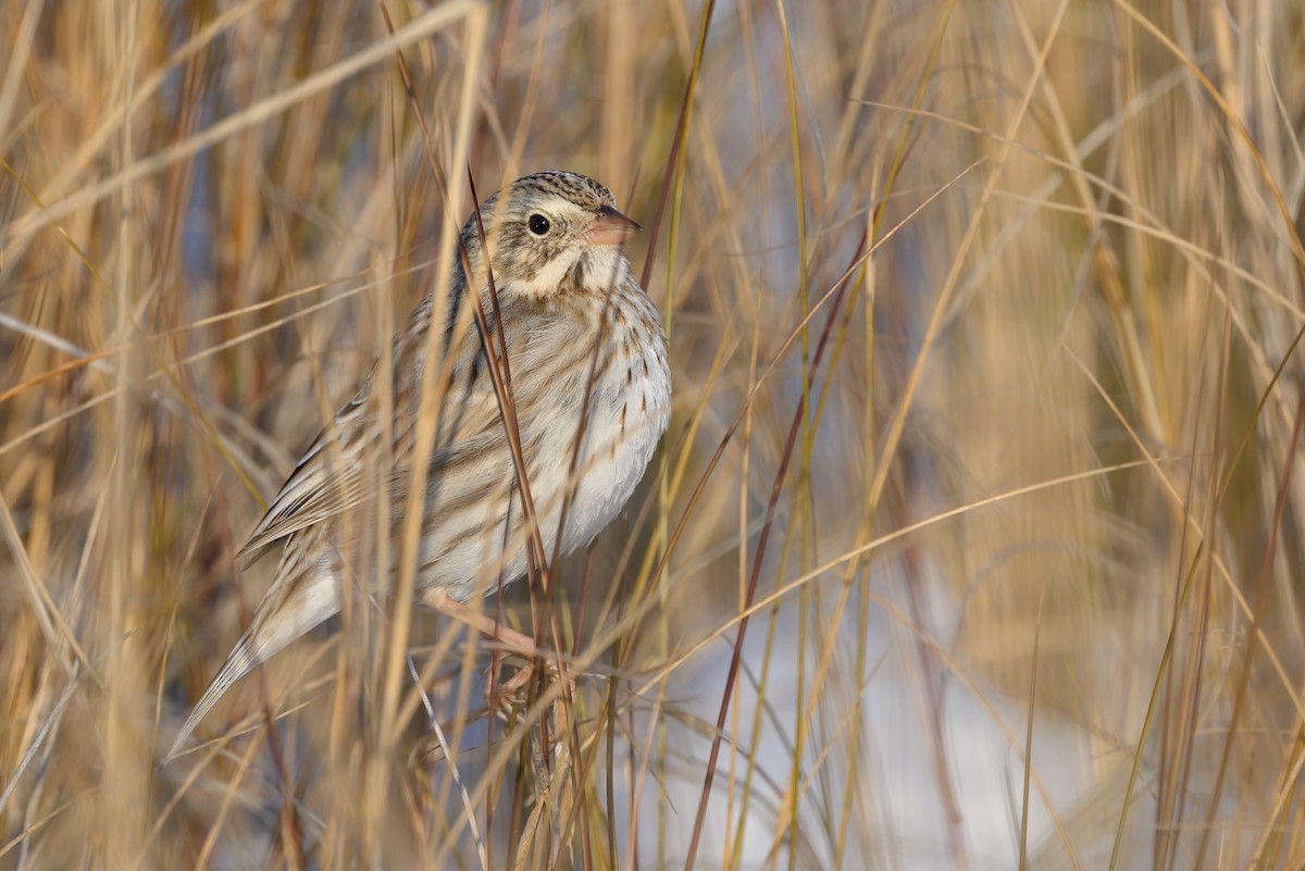 Savannah Sparrow (Ipswich) - Stephen Davies