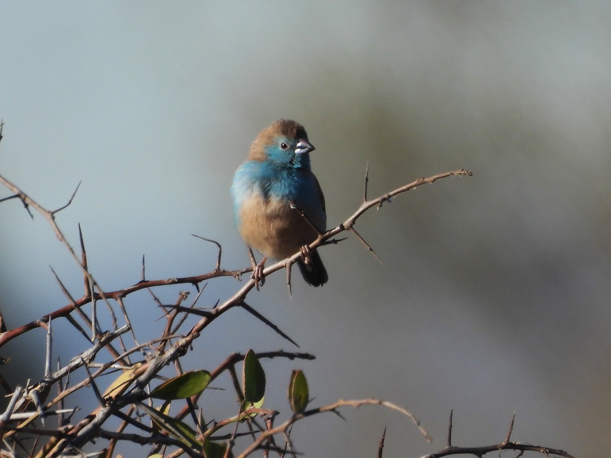 Southern Cordonbleu - ML638862120