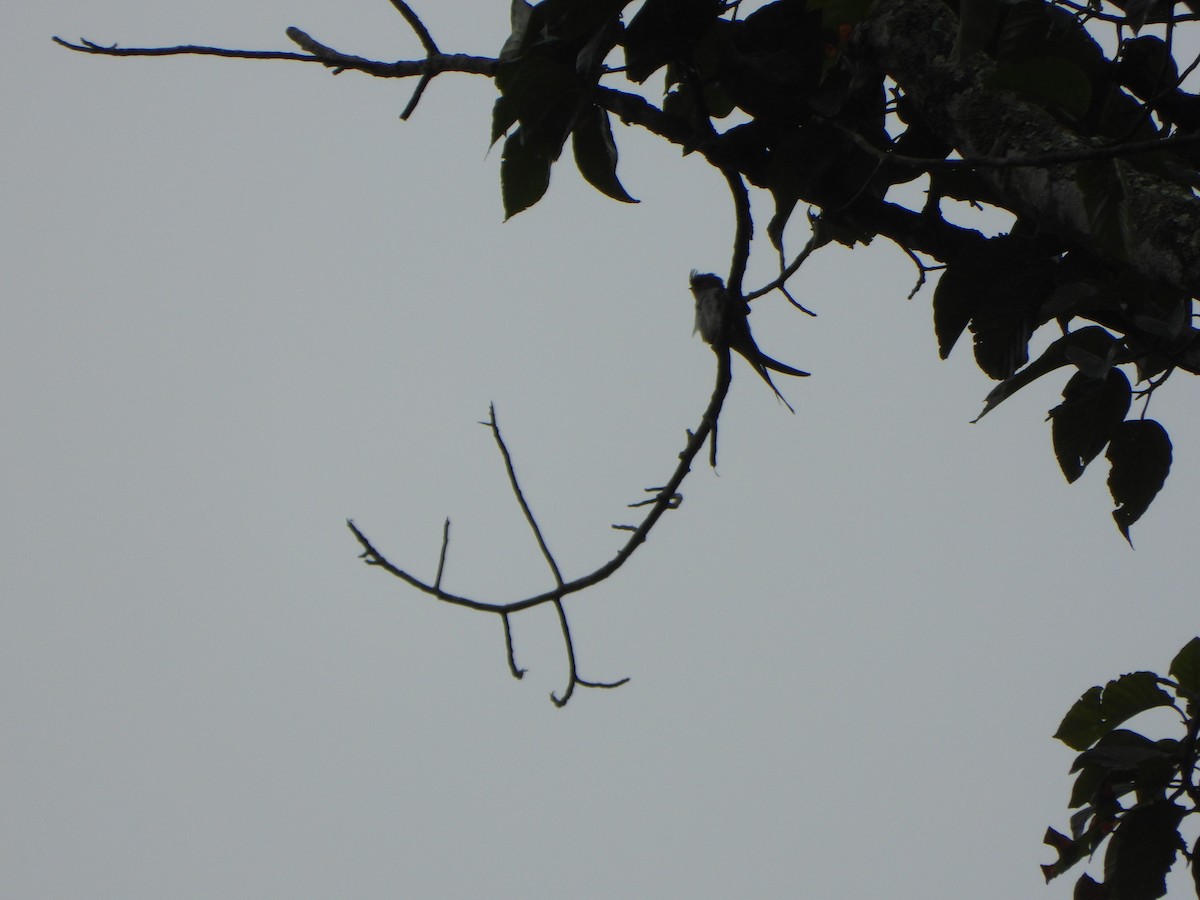 Crested Treeswift - ML638862128