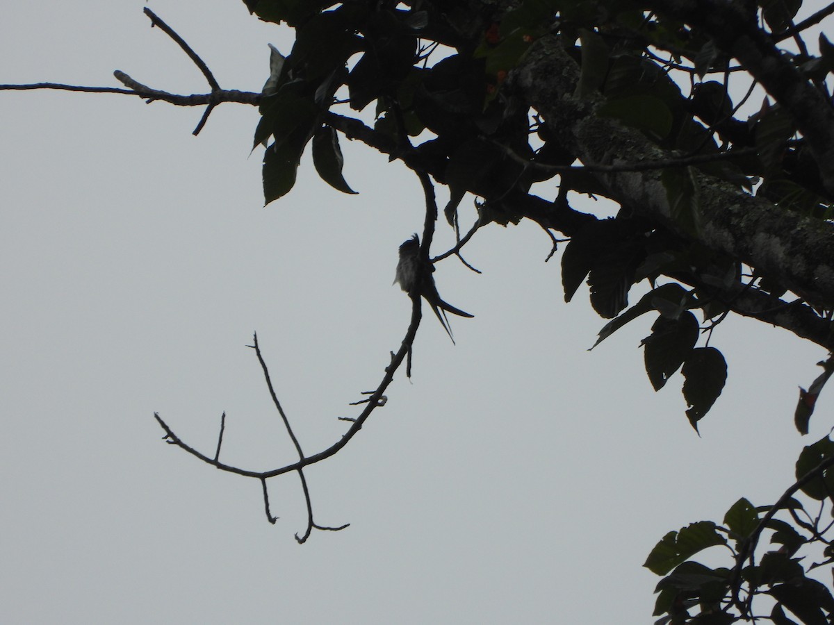 Crested Treeswift - ML638862133