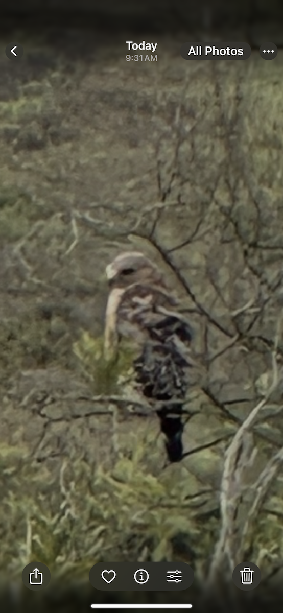 Red-shouldered Hawk (elegans) - ML638862152