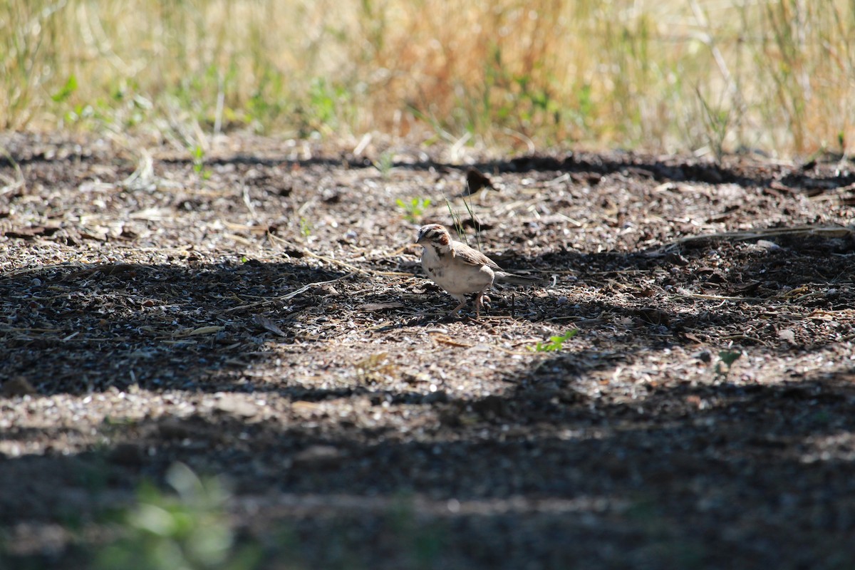 Bruant à joues marron - ML638862201