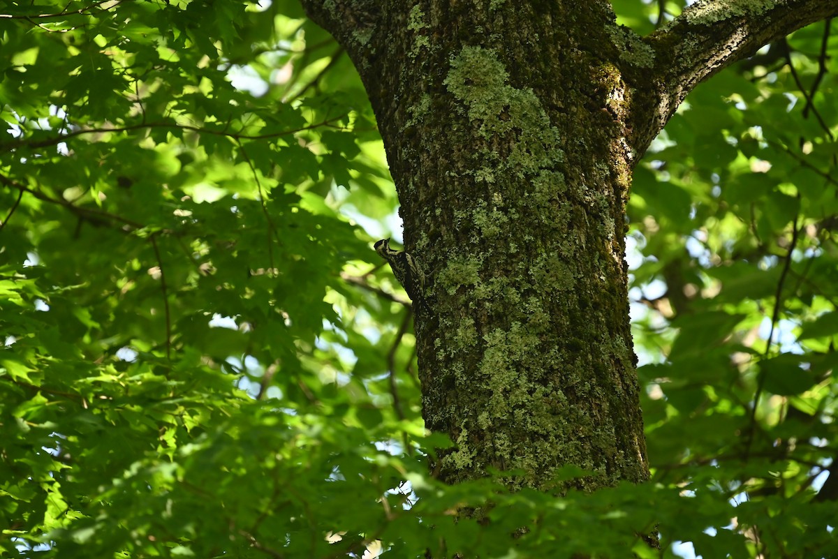 Yellow-bellied Sapsucker - ML638862224
