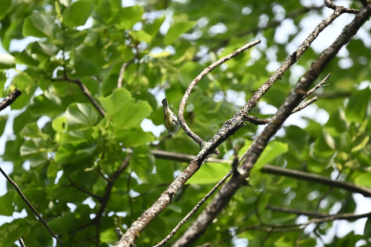 Blue-headed Vireo - ML638862272
