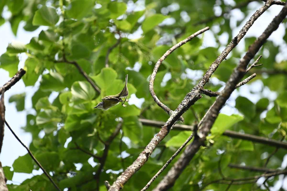 Blue-headed Vireo - ML638862273