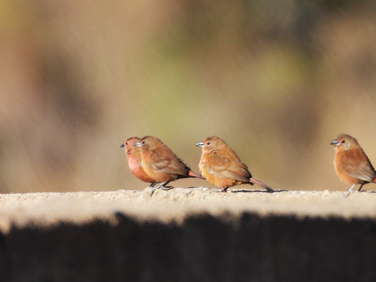 Jameson's Firefinch - ML638862282