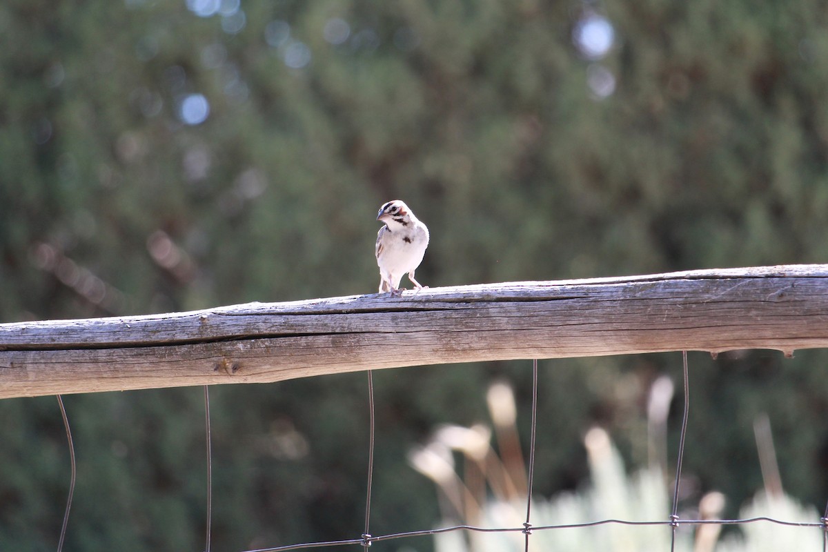 Bruant à joues marron - ML638862427