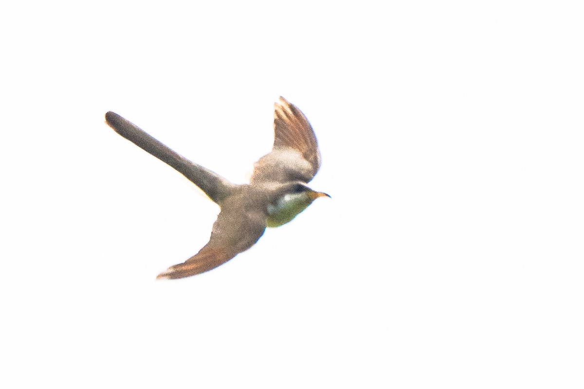 Yellow-billed Cuckoo - ML638862458