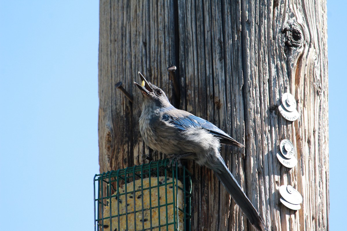 Geai de Woodhouse - ML638862482