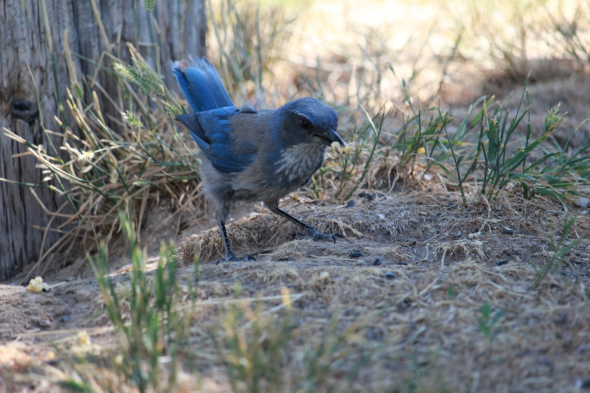 Geai de Woodhouse - ML638862483