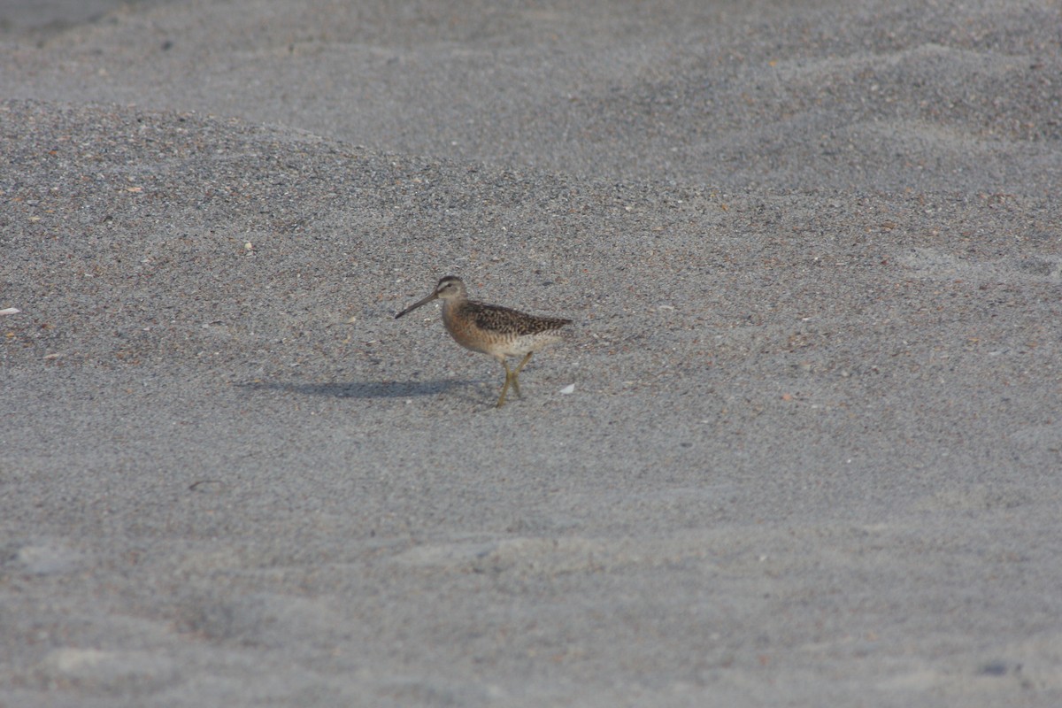 Short-billed Dowitcher - ML638862517