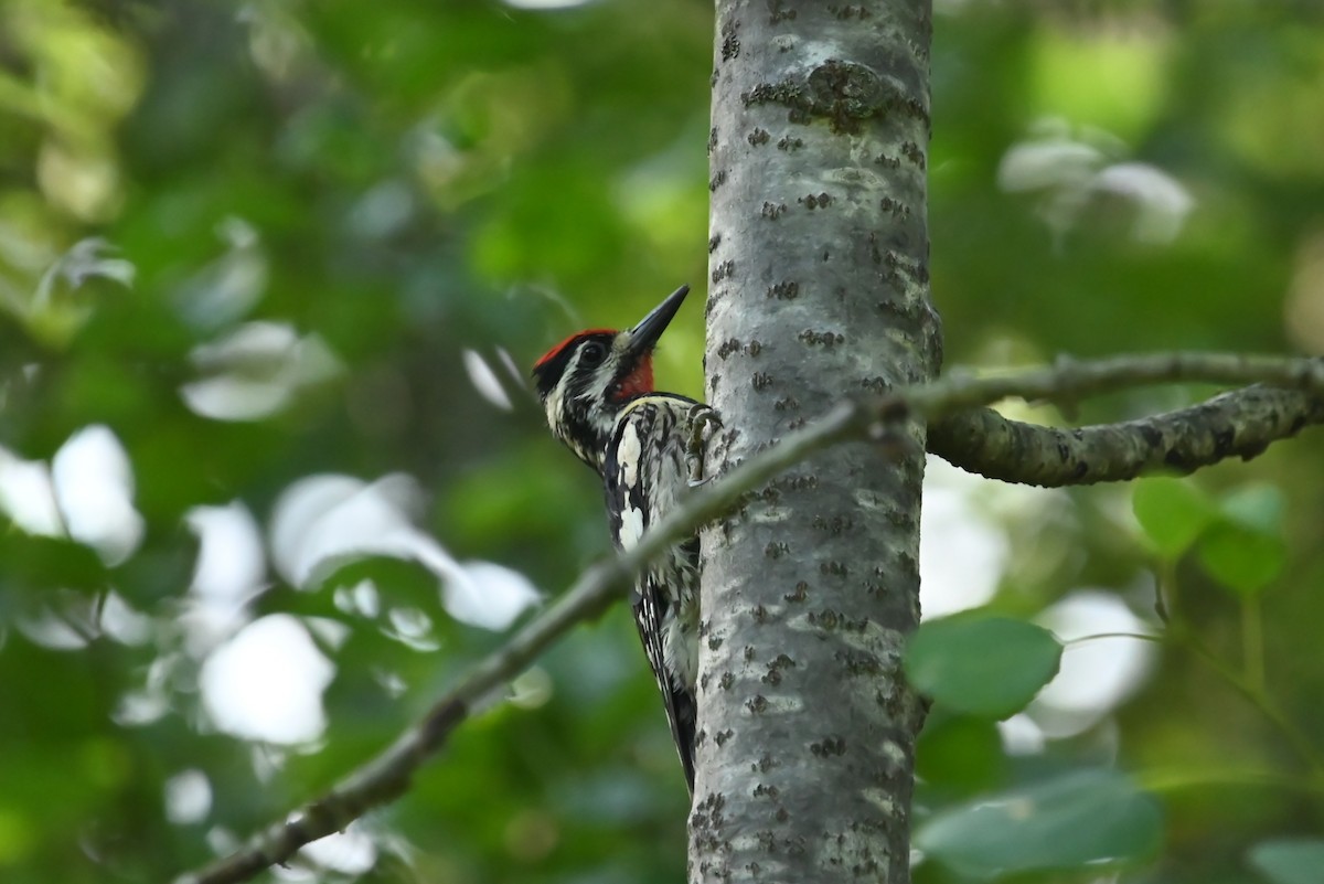 Yellow-bellied Sapsucker - ML638862602