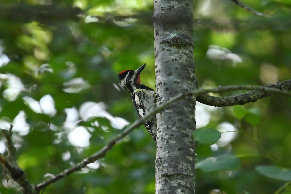 Yellow-bellied Sapsucker - ML638862603