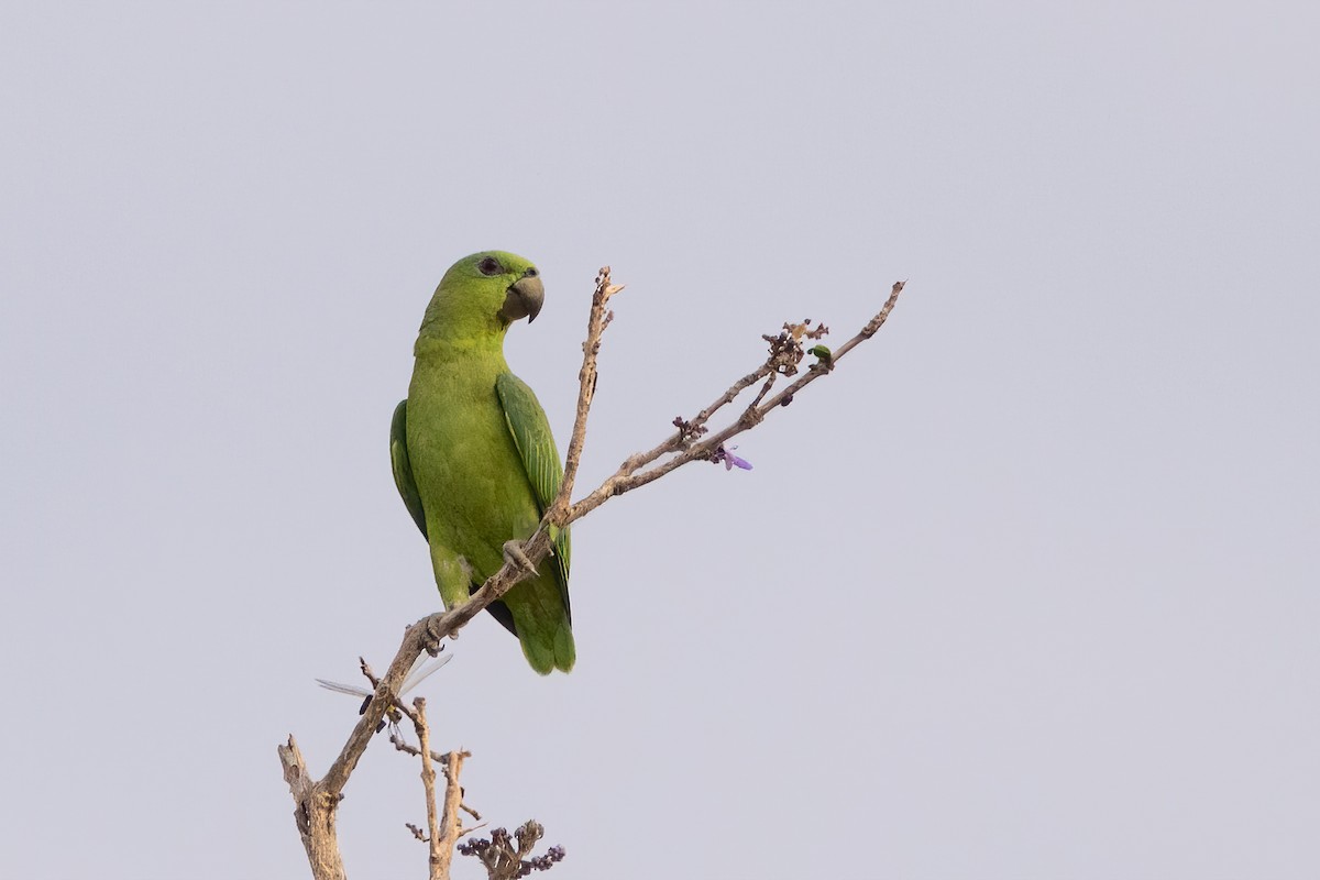 Short-tailed Parrot - Pablo Re