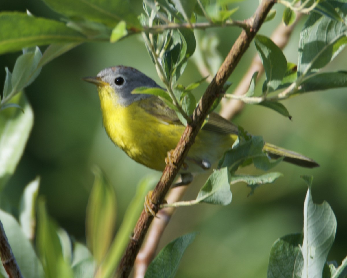 Rubinfleck-Waldsänger - ML638862637