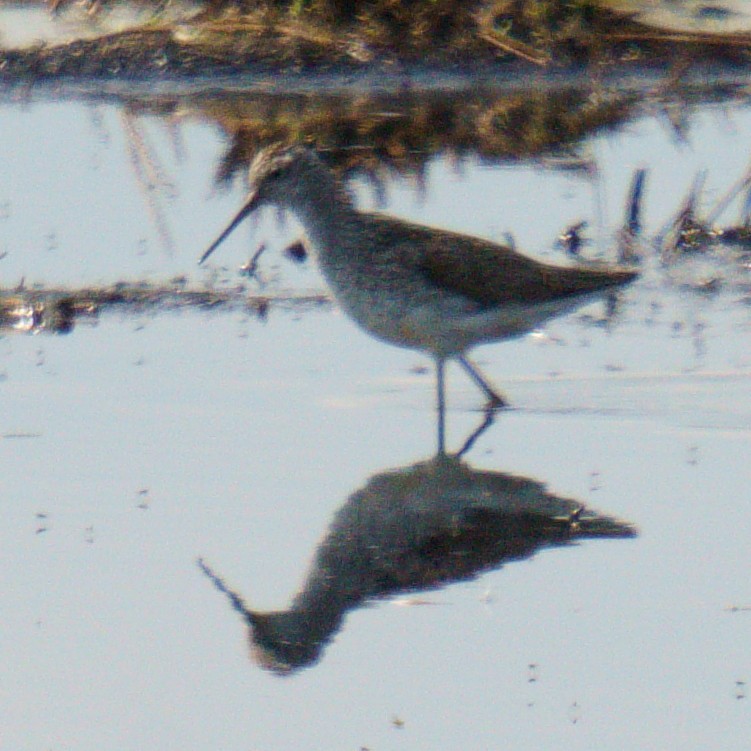 vodouš štíhlý - ML638862732