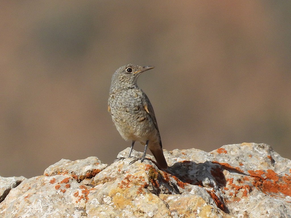 Rufous-tailed Rock-Thrush - ML638862765
