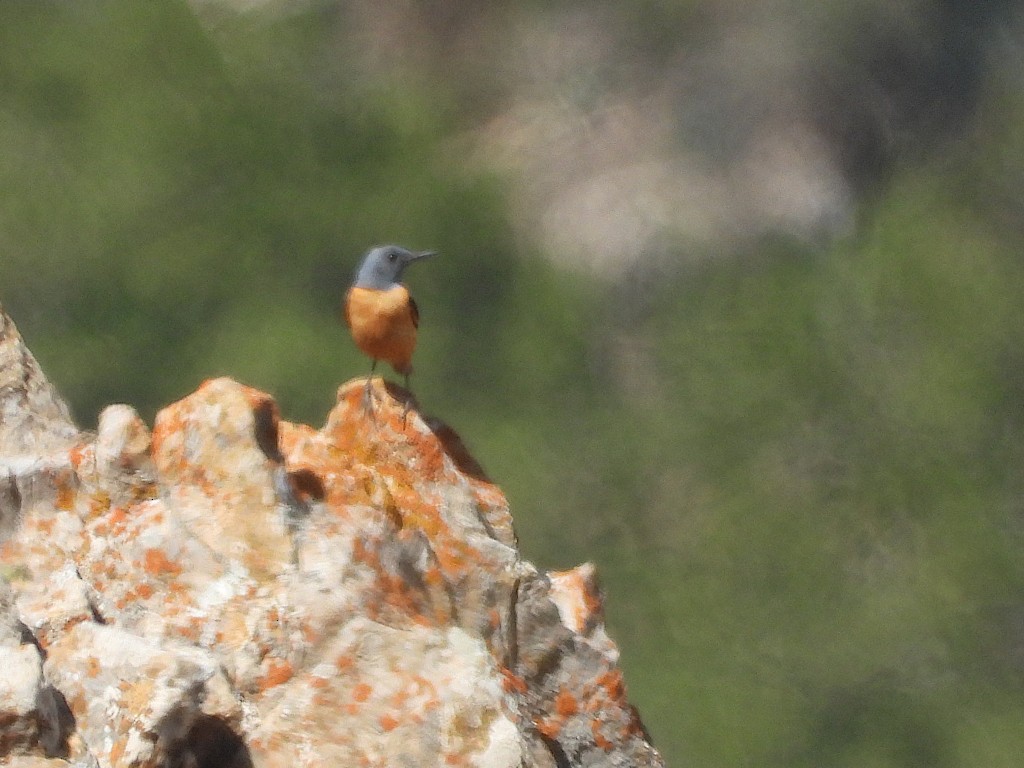Rufous-tailed Rock-Thrush - ML638862766