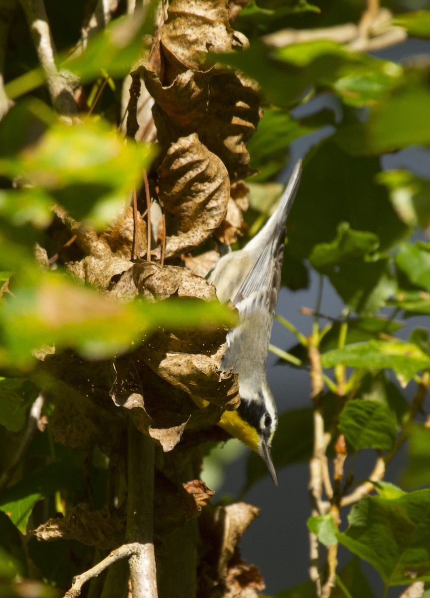 Yellow-throated Warbler - ML638862791