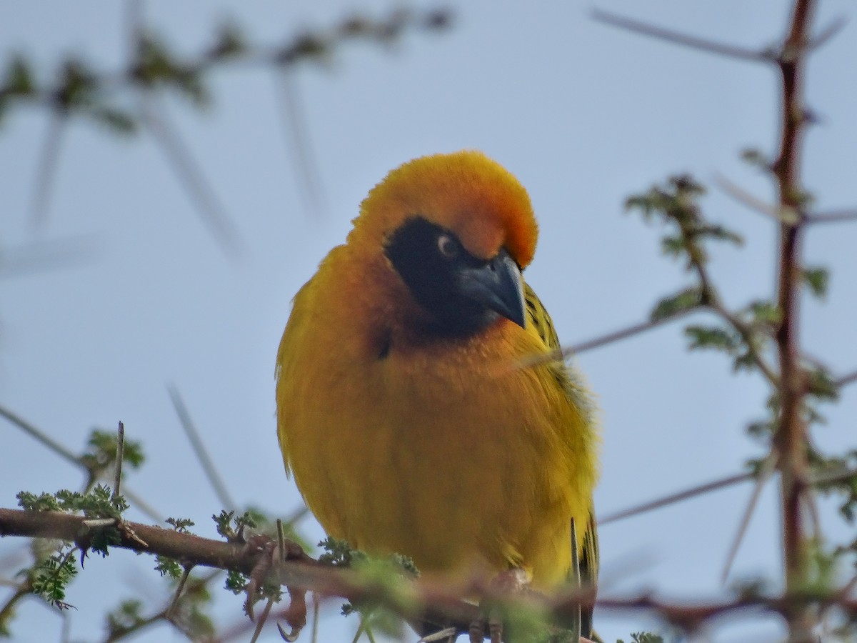 Speke's Weaver - ML638862848