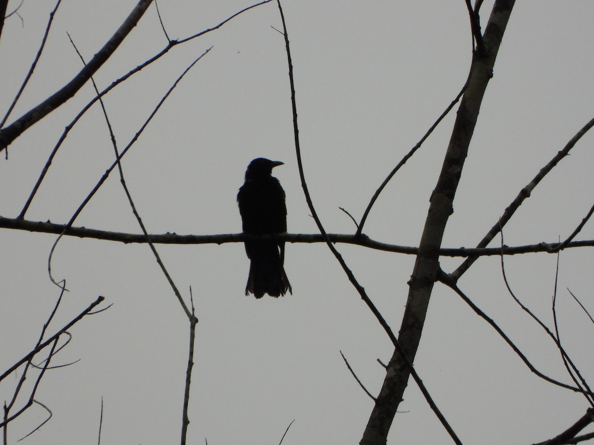 Asian Fairy-bluebird - ML638862995