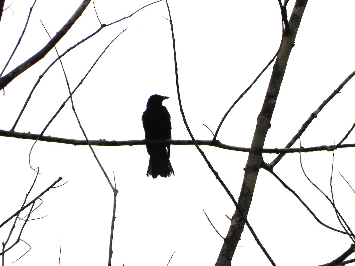 Asian Fairy-bluebird - ML638862999