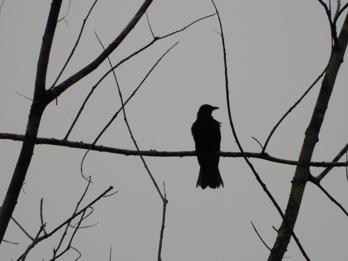 Asian Fairy-bluebird - ML638863012