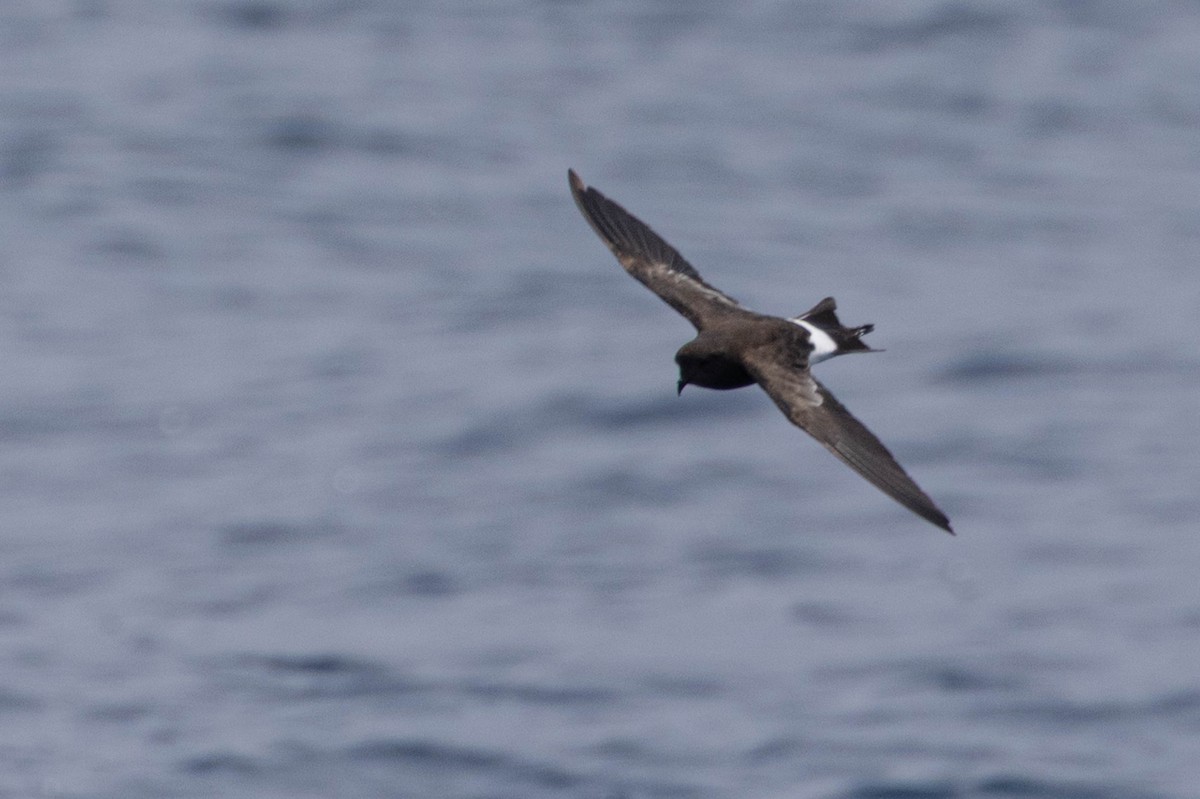 Wilson's Storm-Petrel - ML638863044