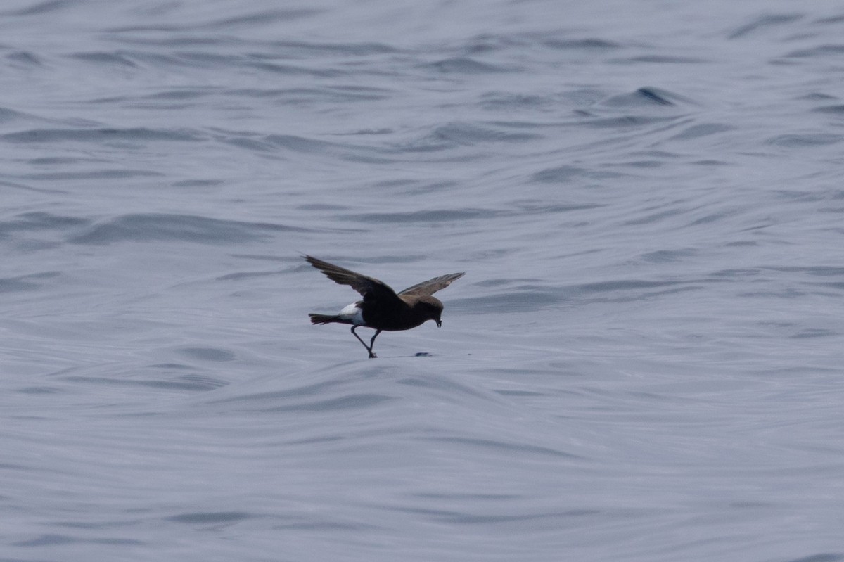 Wilson's Storm-Petrel - ML638863045