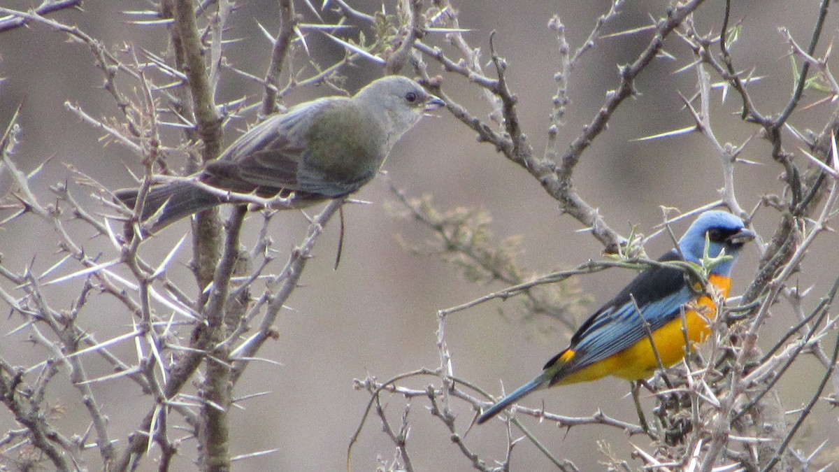 Blue-and-yellow Tanager - ML638863110