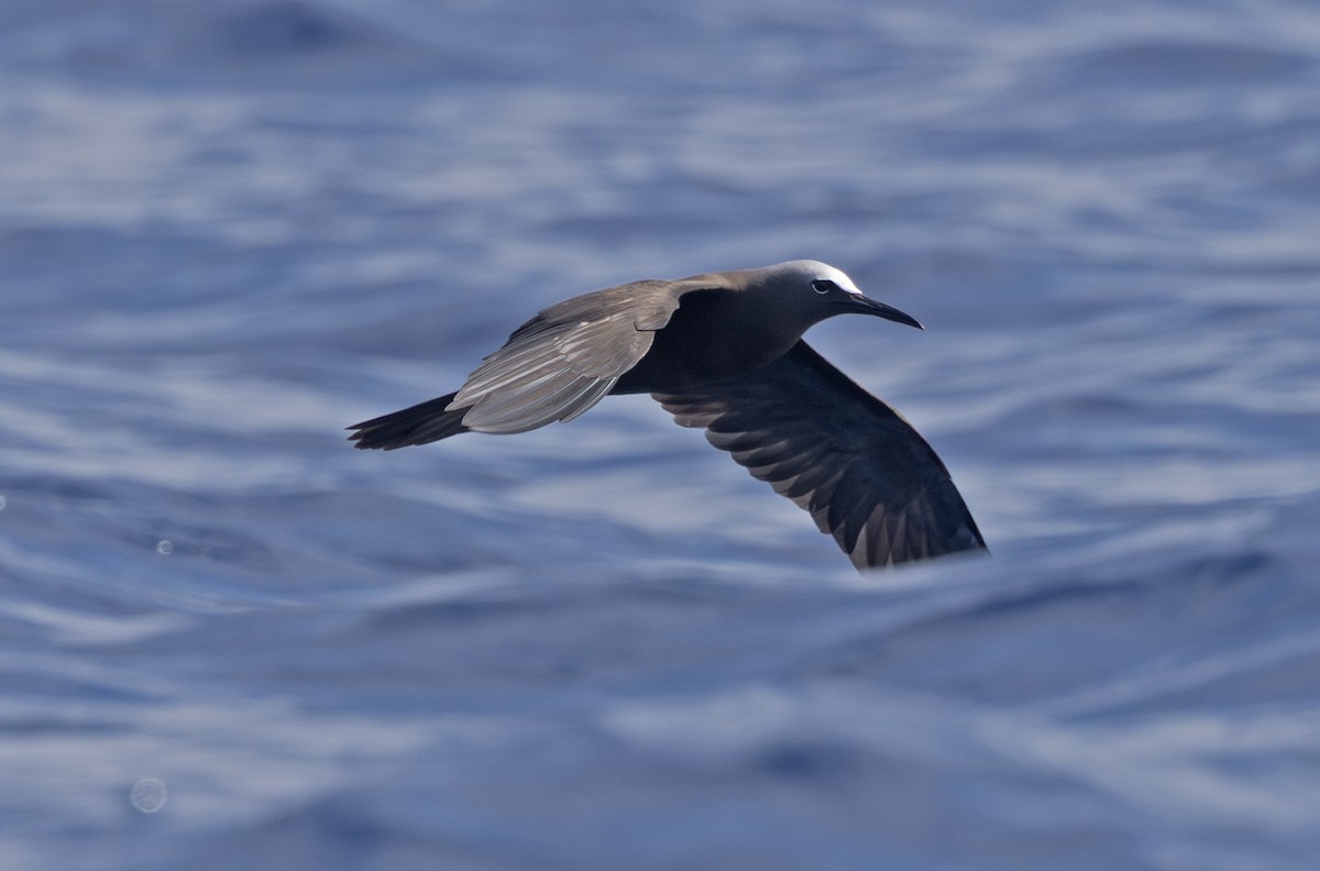 Brown Noddy - ML638863118