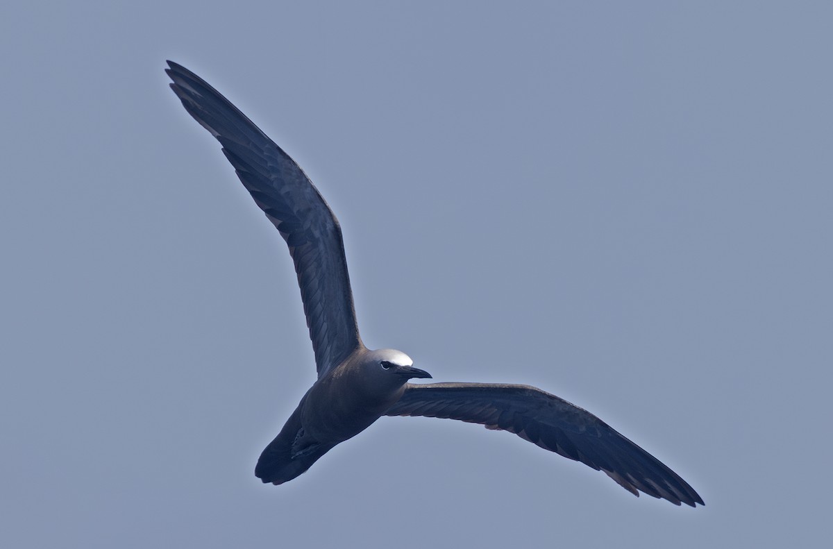 Brown Noddy - ML638863121