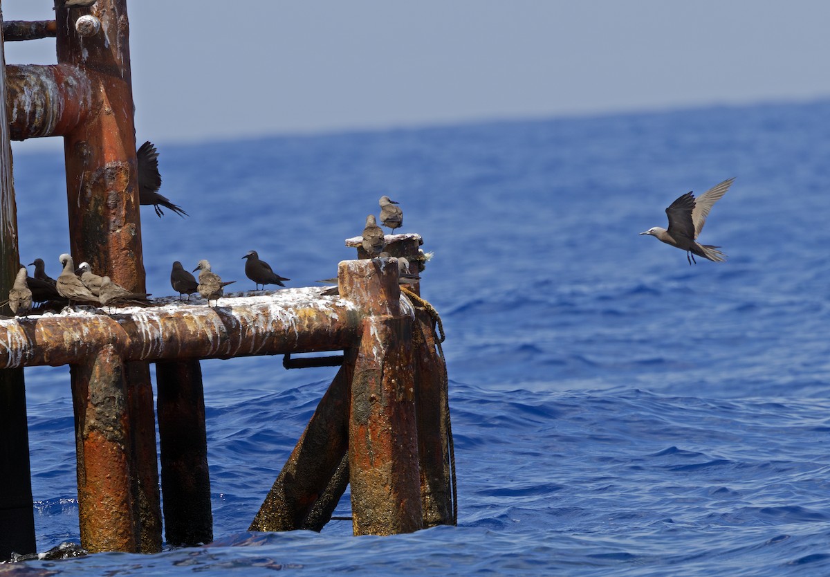 Brown Noddy - ML638863152