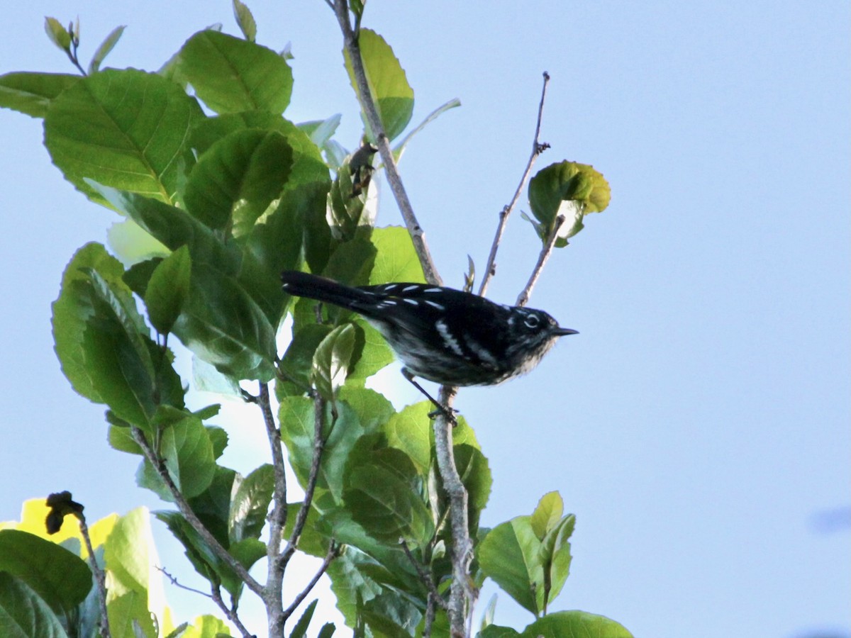 Elfin-woods Warbler - ML638863221