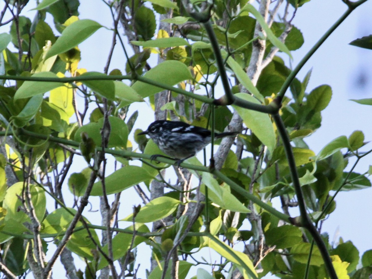 Elfin-woods Warbler - ML638863222