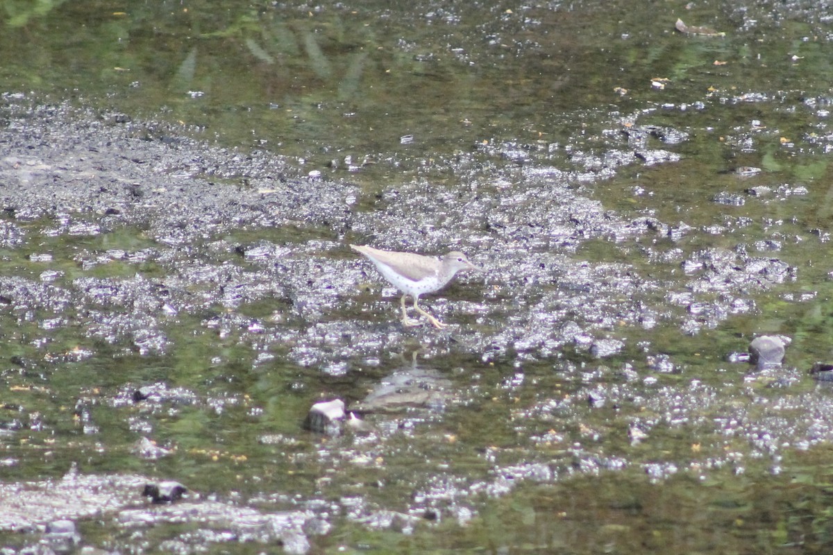 Spotted Sandpiper - ML638863225