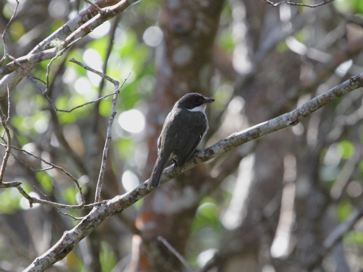 Puerto Rican Tanager - ML638863228