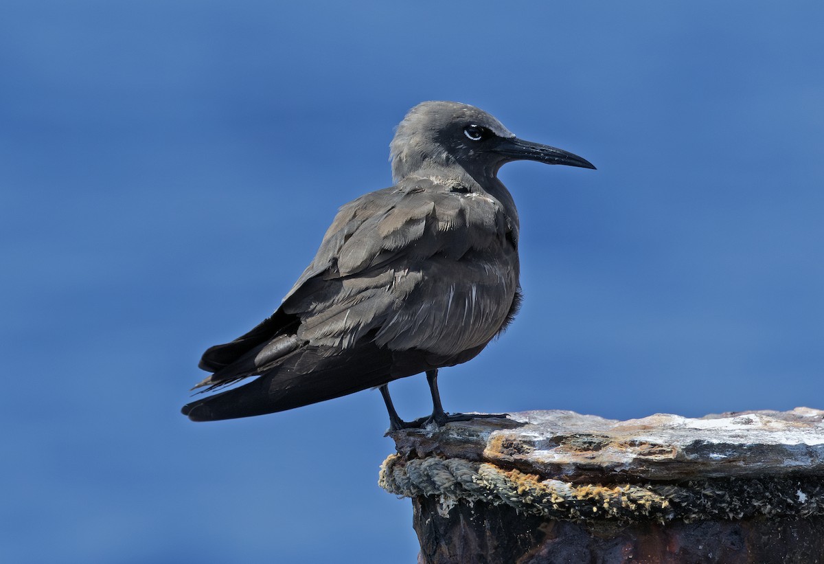 Brown Noddy - ML638863269