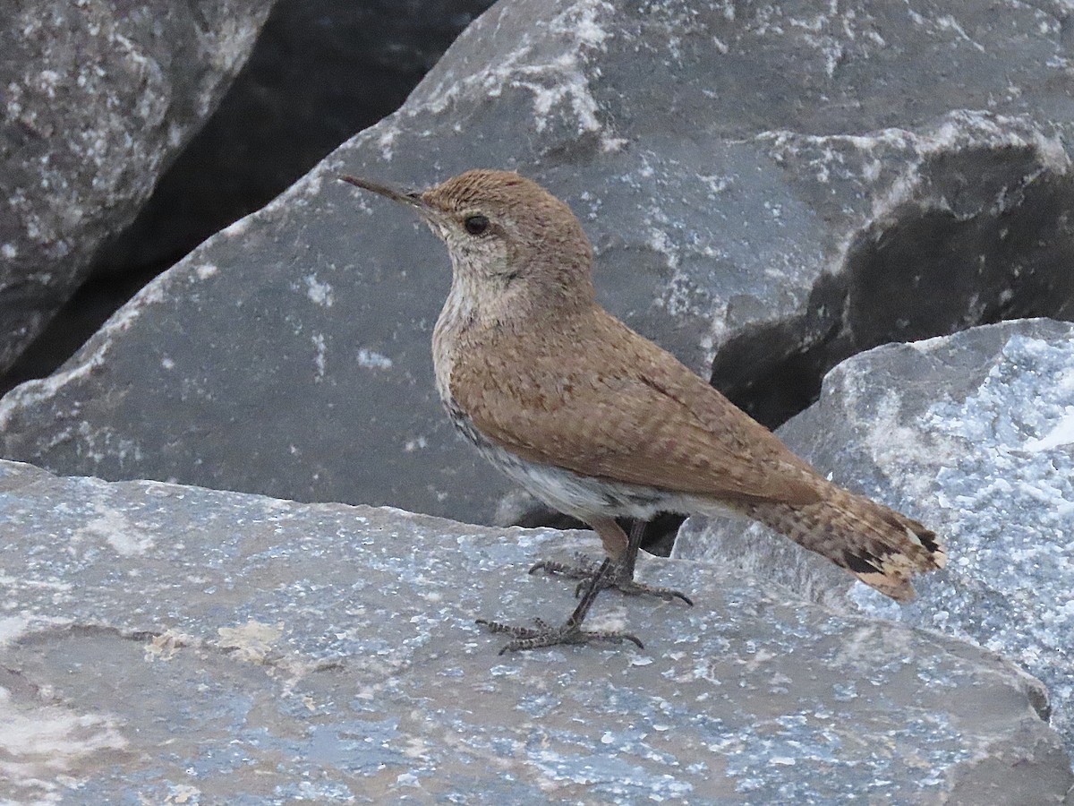 Rock Wren - ML638863341