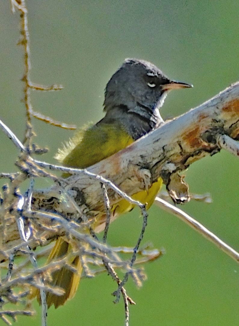 MacGillivray's Warbler - ML638863349