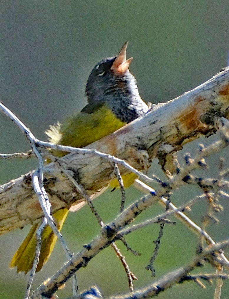 MacGillivray's Warbler - ML638863350