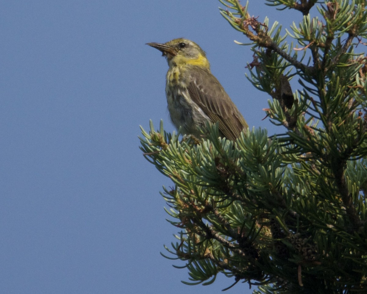 Cape May Warbler - ML638863389