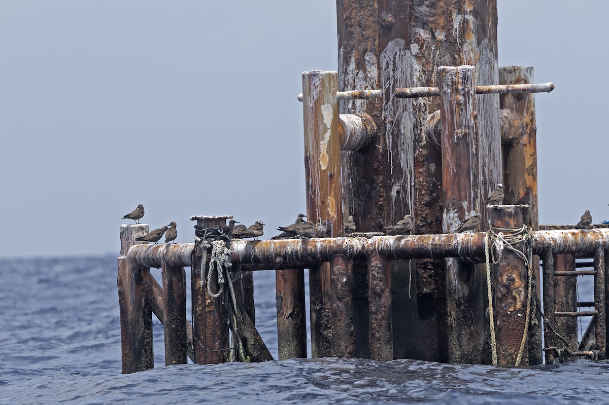Brown Noddy - ML638863549