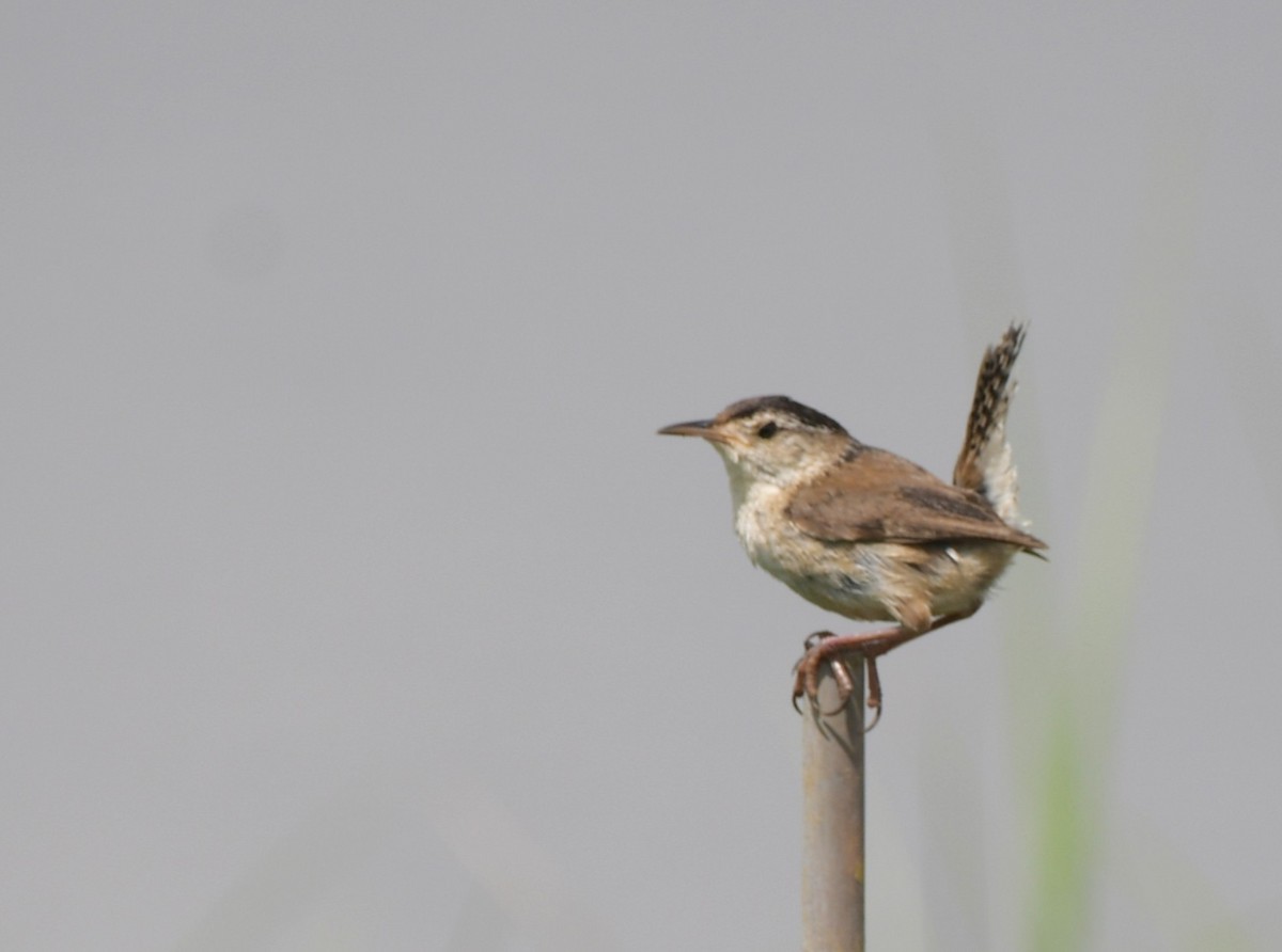 Marsh Wren - ML638863560