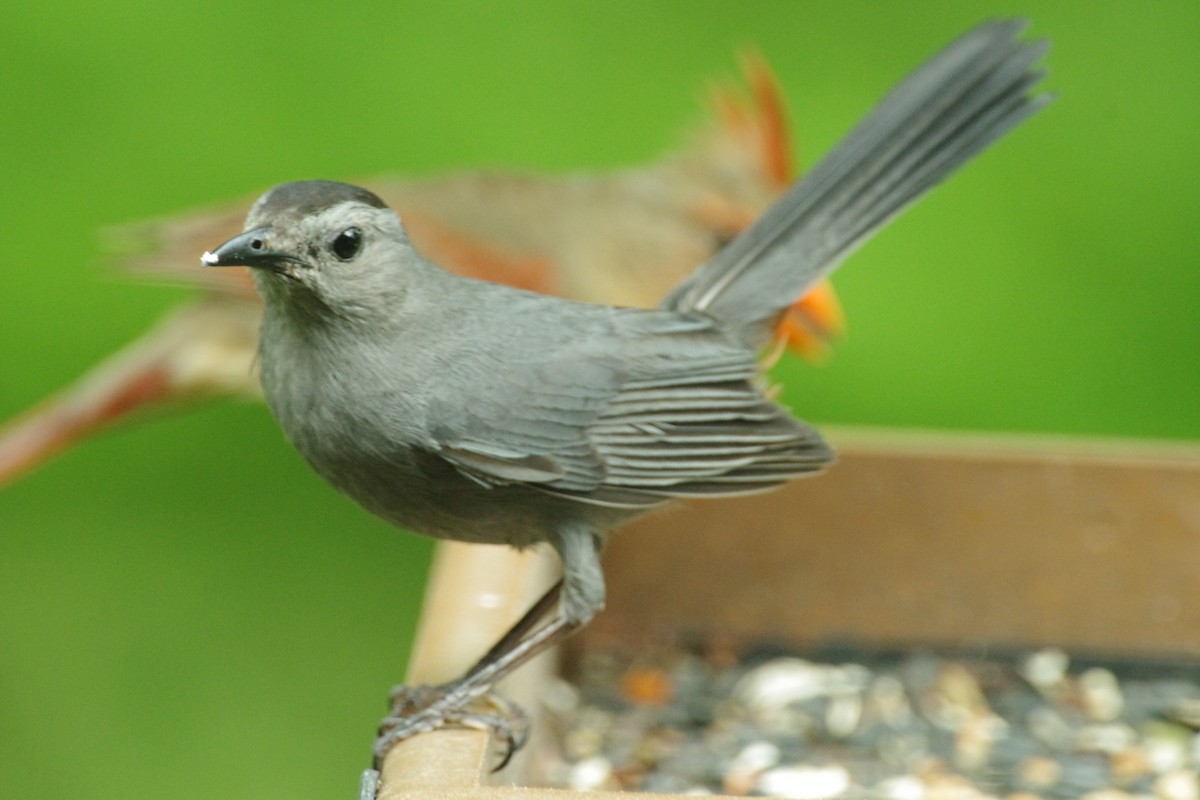 Gray Catbird - ML638863623