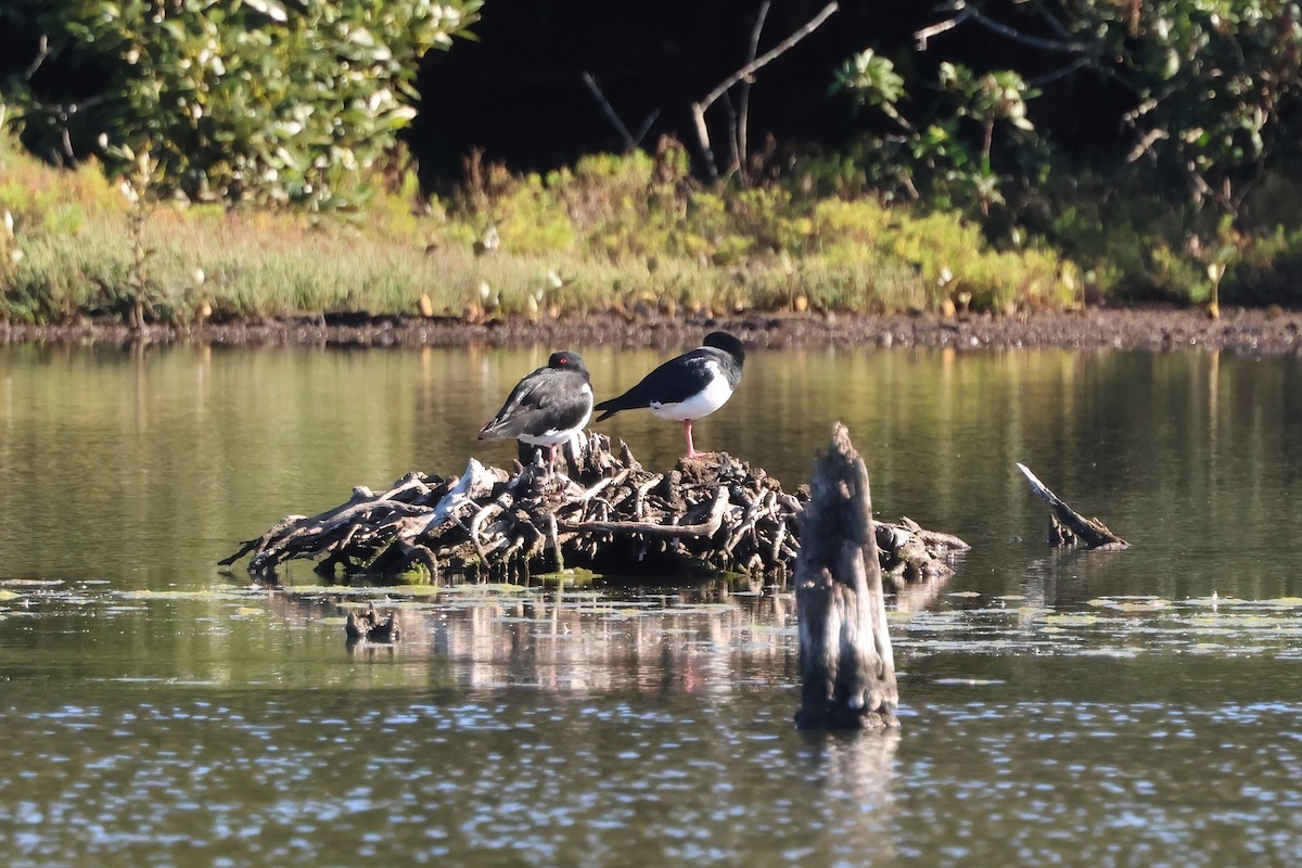 Pied Oystercatcher - ML638863633