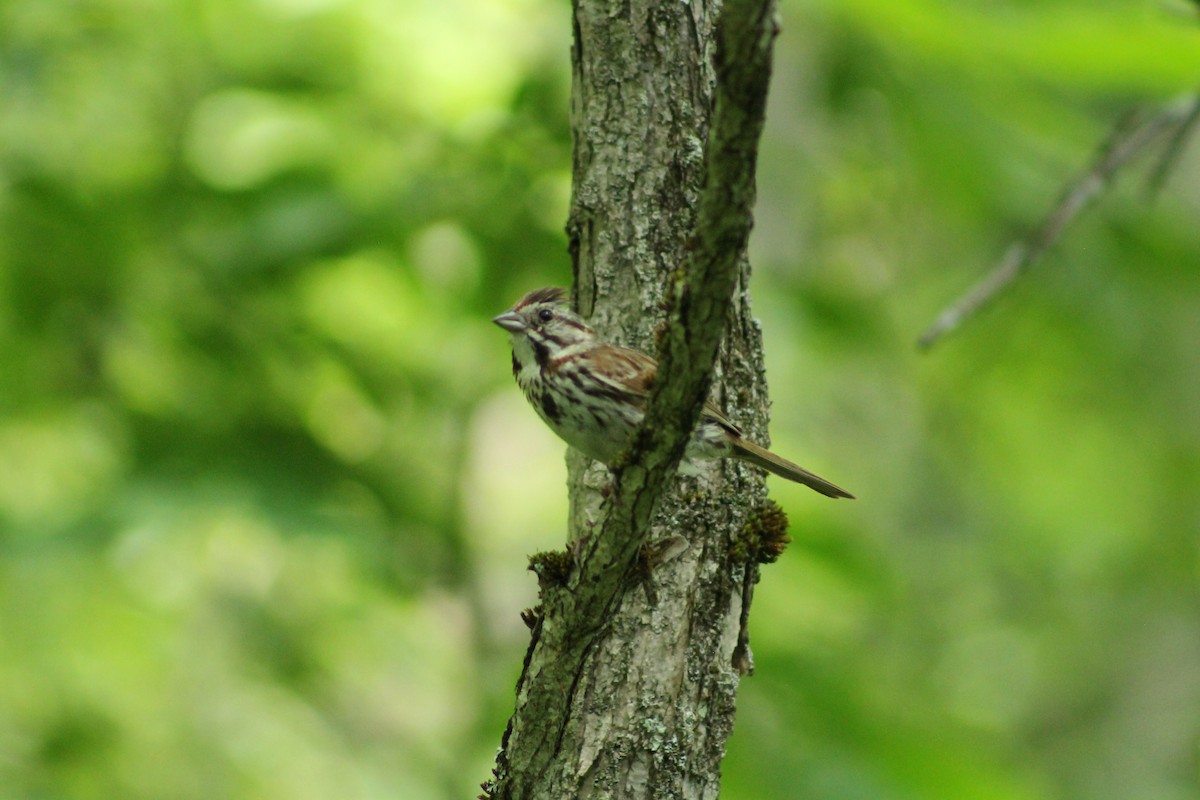 Song Sparrow - ML638863634
