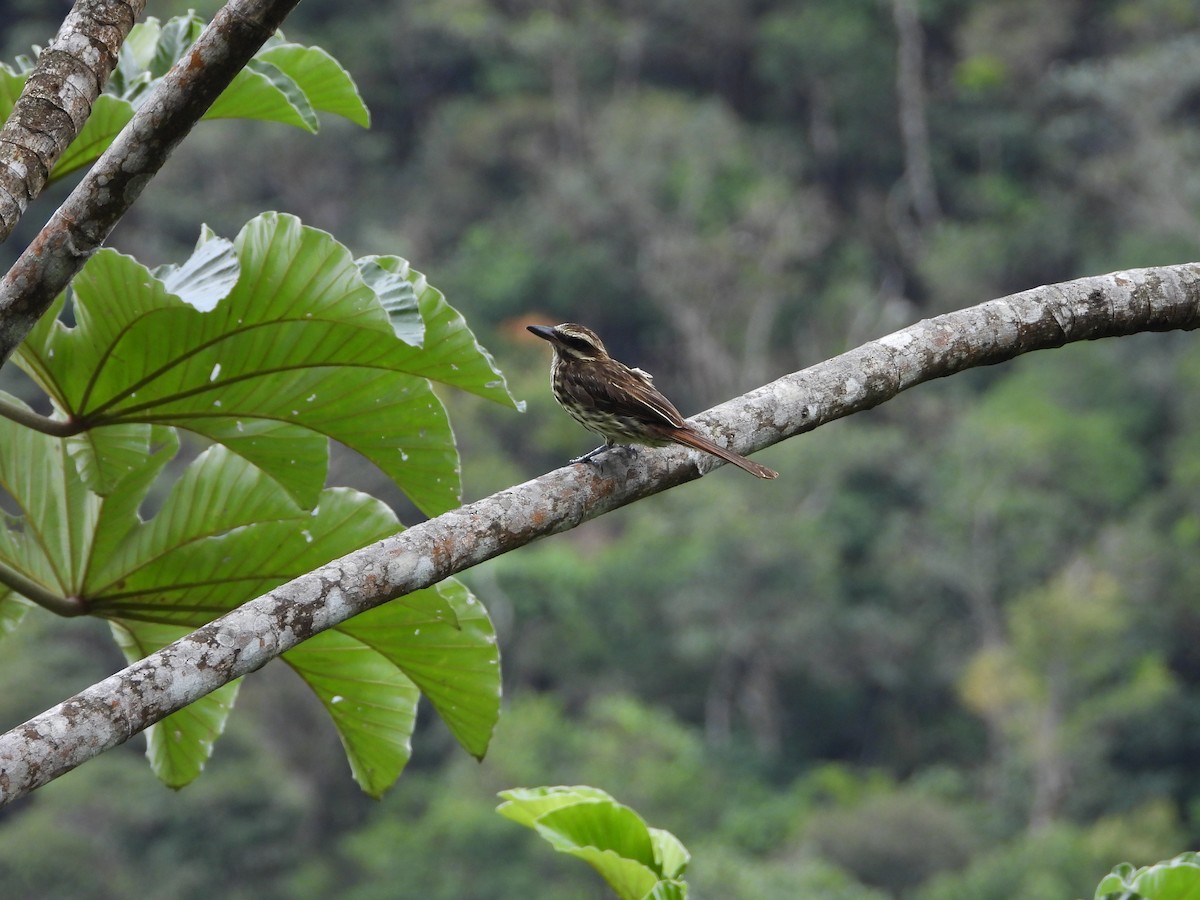 Streaked Flycatcher - ML638863721