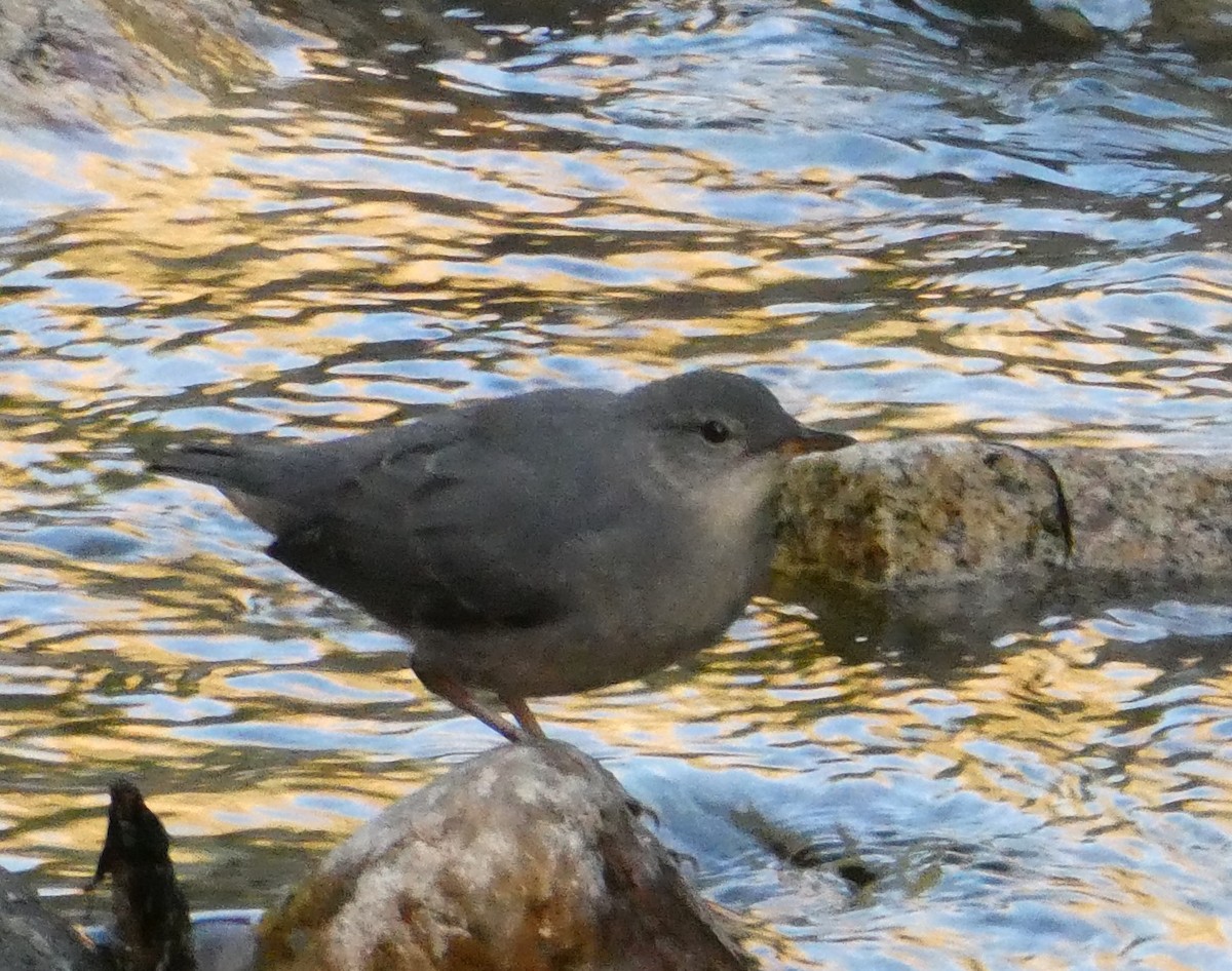 American Dipper - ML638863747