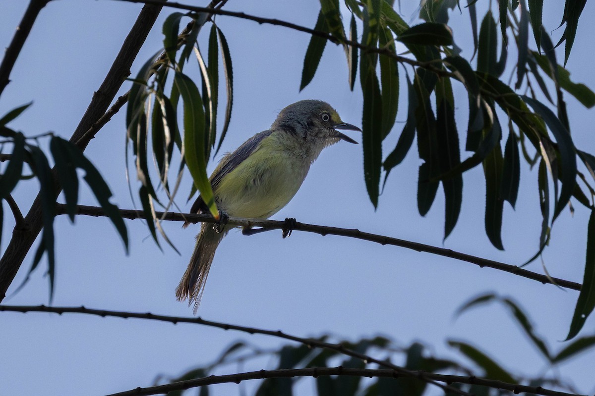 White-eyed Vireo - Peggy Steffens